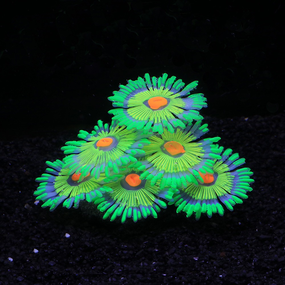 Glowing Soft Aquarium Fish Tan - Aquarium Fish For Sale Online review and price