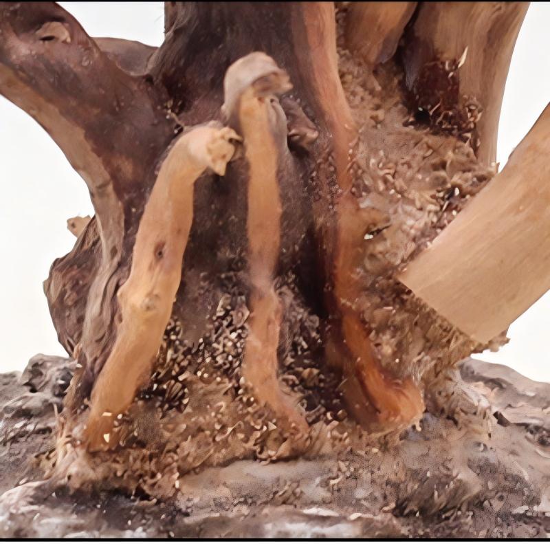 1PC Aquarium Landscaping Wood  - Aquarium Fish For Sale Online review and price