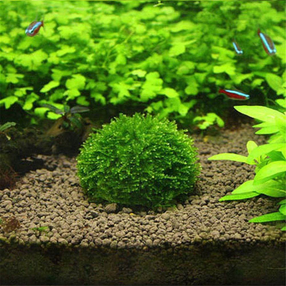 New Plastic Suspension Moss Do - Aquarium Fish For Sale Online review and price