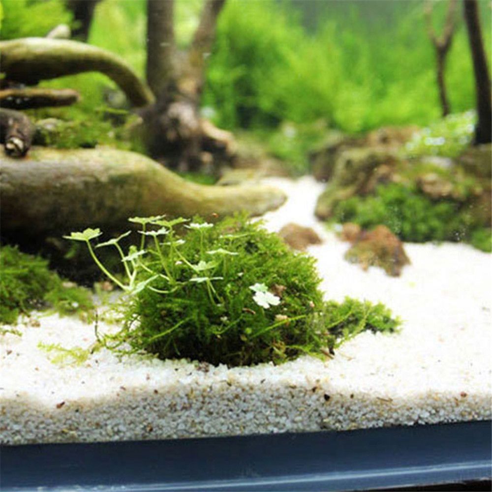 New Plastic Suspension Moss Do - Aquarium Fish For Sale Online review and price